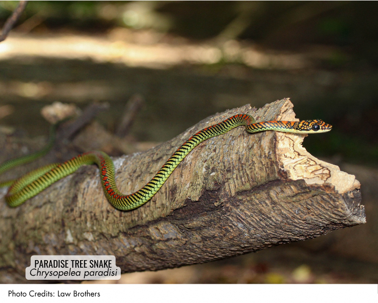 Paradise Tree Snake (Chrysopelea paradisi)